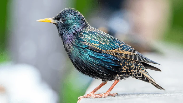 Birds Across Europe Flee Sooner When a Woman Approaches Than a Man, and Scientists Have No Idea Why